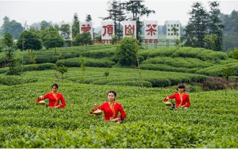 蒙顶山茶登陆国家平台:一展中国千年贡茶之风