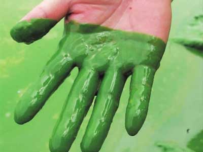 楚河5年来首次爆发蓝藻水华 繁华背后的隐忧 