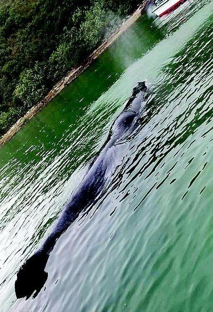 ▲抹香鲸靠近浅海，有搁浅的危险。