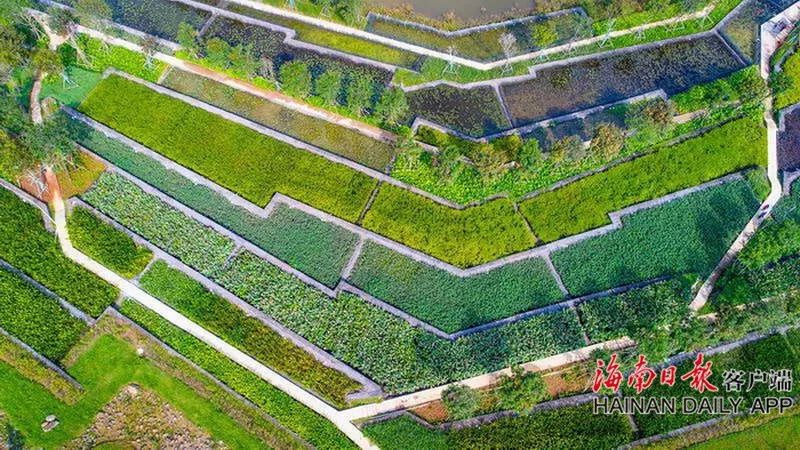 自豪！海口获评全球首批“国际湿地城市”！一大波美图感受一下