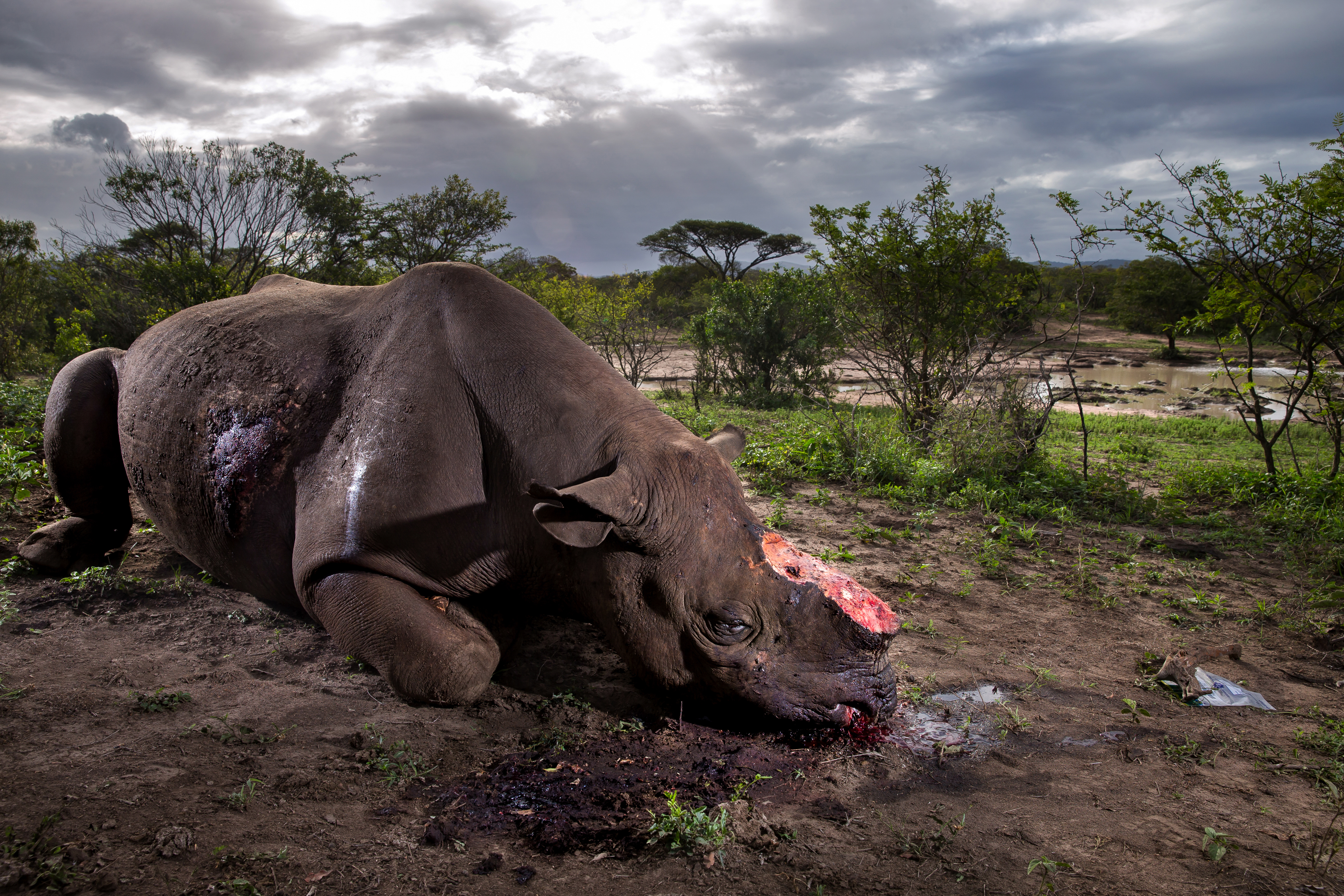 （图说）荷赛获奖作品：南非赫乌姆福洛济保护区，一头黑犀牛被割除犀牛角后死亡。作者：Brent Stirton