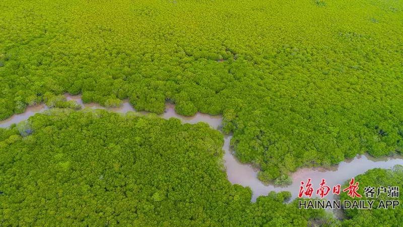 自豪！海口获评全球首批“国际湿地城市”！一大波美图感受一下