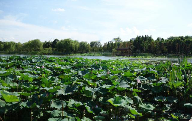 苏州最大城市湿地公园巨资改造 弃鱼塘改种水