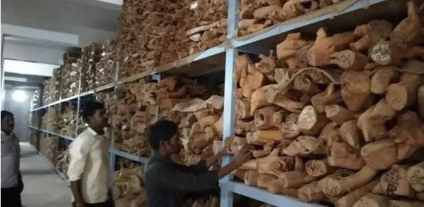 印度老山檀香木拍卖遭遇重挫，每吨约58万人民币！—新浪家居