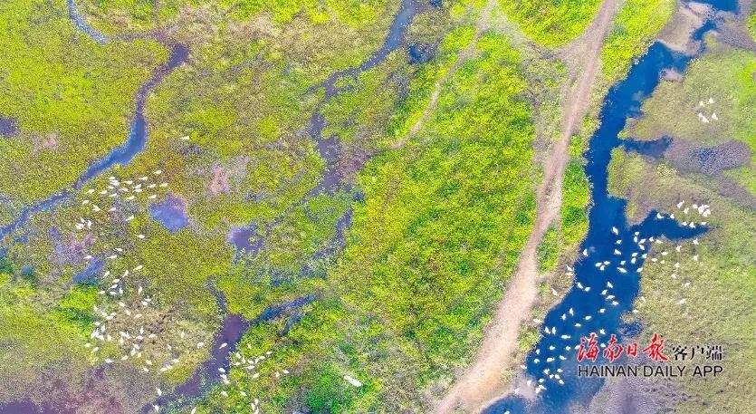 自豪！海口获评全球首批“国际湿地城市”！一大波美图感受一下