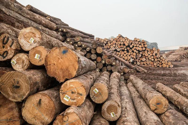 最新消息：2019年木材与木制品贸易总额下降12%，美国占比大幅缩减!