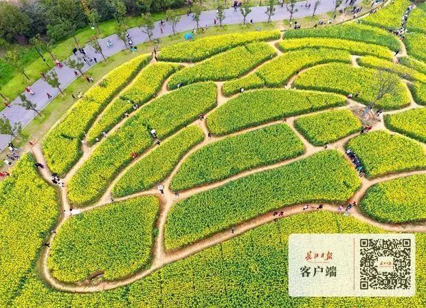 城表情|春花a表情动图gif搞笑表情图片图片
