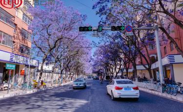 高清大图|昆明蓝花楹盛放 打卡独属于这座城市的紫色浪漫