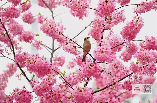 城动态|春花a动态嘻嘻好玩表情表情图图片