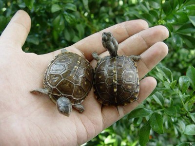 养龟为什么不能养双有这说法吗：为什么不能同时养两只龟？