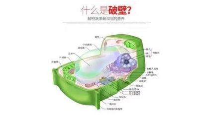 莱德斯厨具汉普顿破壁机新品上市