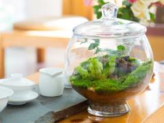 DIY专栏：苔藓装饰技巧 餐桌上的小园艺