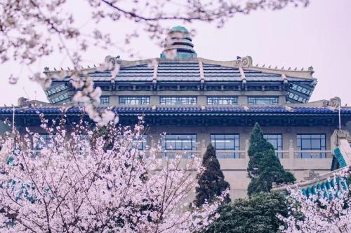 武大樱花