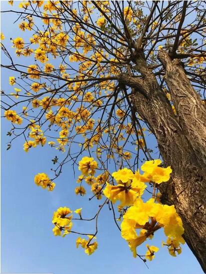 （网友“行走广佛” 摄）