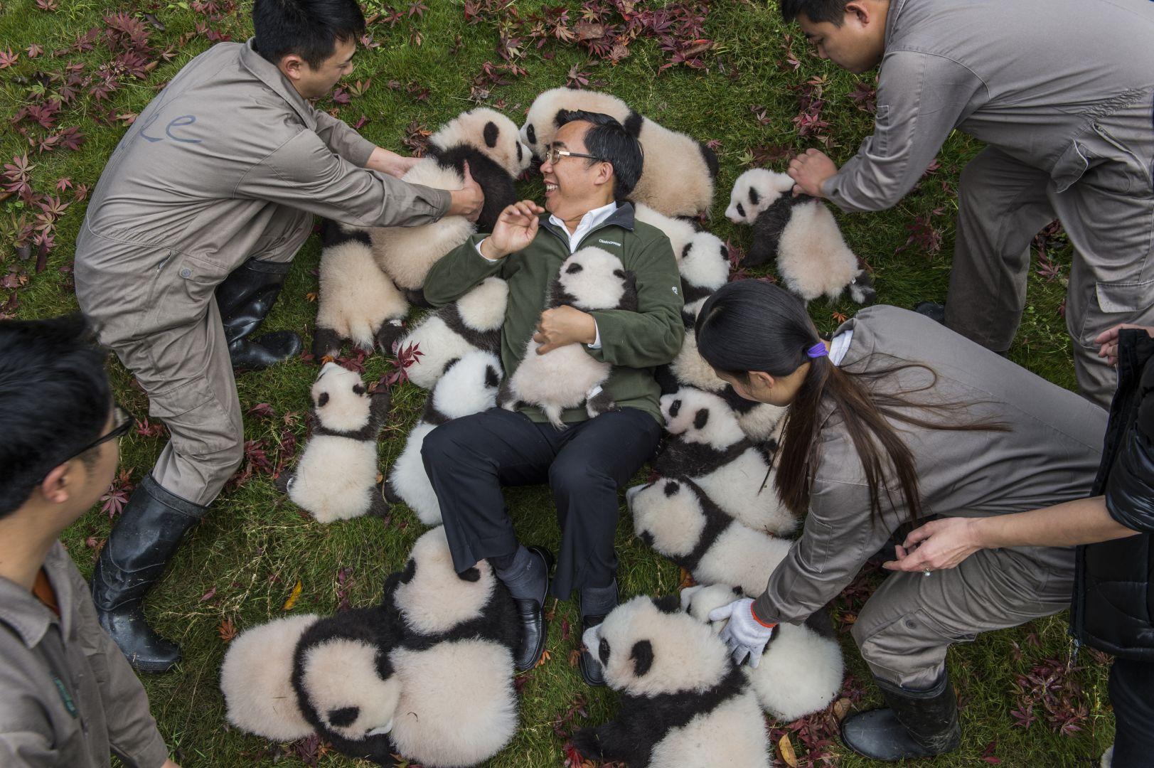 （图说）荷赛获奖作品：大熊猫放归野外。作者：Ami Vitale