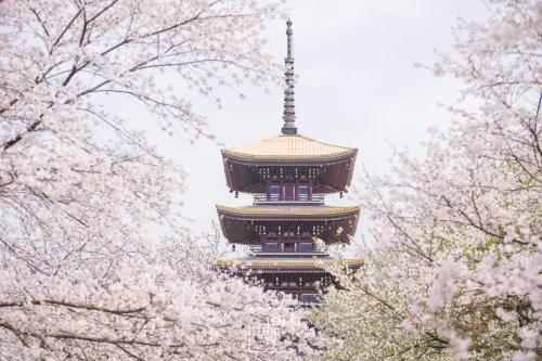 东湖磨山樱园