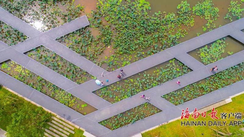 自豪！海口获评全球首批“国际湿地城市”！一大波美图感受一下