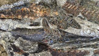研究人员发现了距今6600万年前恐龙死亡那天的鱼类化石