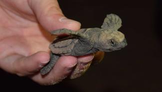 昆士兰：大量的绿色植物保护濒临灭绝的海龟不受人工光照