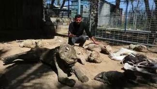 加萨走廊动物园动物大搬家 摆脱恶劣环境 