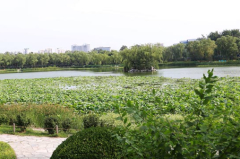 小微湿地扩容凸显城市环保理念升级