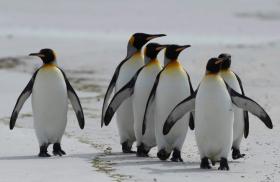 气候暖化或导致帝企鹅灭绝