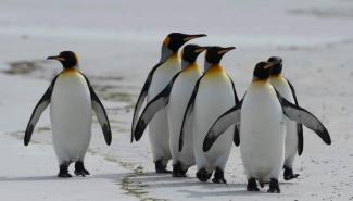 气候暖化或导致帝企鹅灭绝