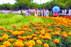 60万盆菊花绽放六大展区