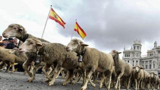 马德里接管了数百只羊一年一度的节日