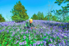 北京城市副中心绿心初绽芳颜