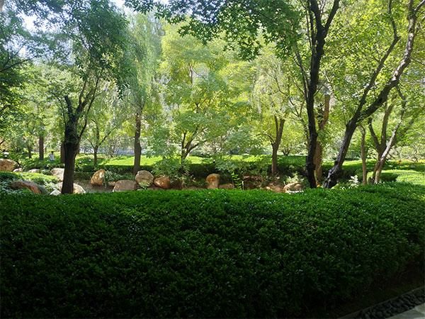  6月的北京星河湾园林绿植已极为茂盛。