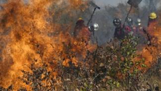 亚马逊森林深陷危机 专家：火灾只是其一问题 