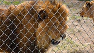 加拿大动物园老板被控虐待动物