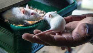 老鼠饮食限制 研究证实有助癌症治疗 
