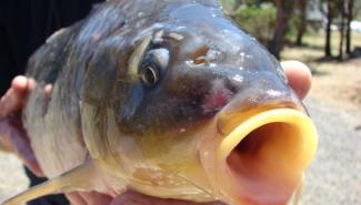 澳大利亚：科学家们对使用疱疹病毒控制鲤鱼数量计划表示担忧