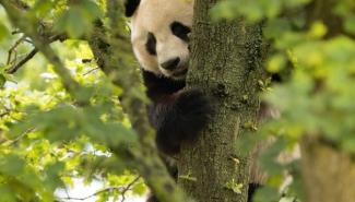旅英熊猫翻墙遭电击 动物园被批残忍 