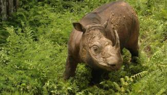 马来西亚最后一头苏门答腊公犀牛死亡，拯救该物种的希望破灭
