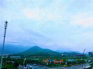 绿城西府海棠