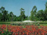 Jasmin Garden