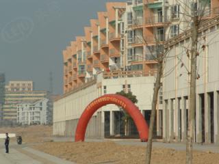 阳光枫情