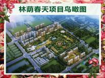 林荫春天
