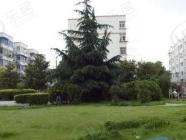 金桥新村