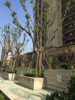 长九中心公园9号社区实景